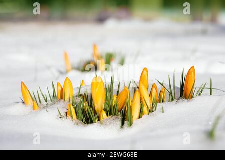 Crocus flavus, conosciuto come il crocus giallo olandese che fiorisce attraverso la neve segnando la fine dell'inverno. Foto Stock