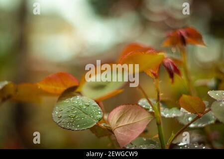 gocce di pioggia su foglie di colore verde-arancio del roseto. Primavera, marzo. Foto Stock