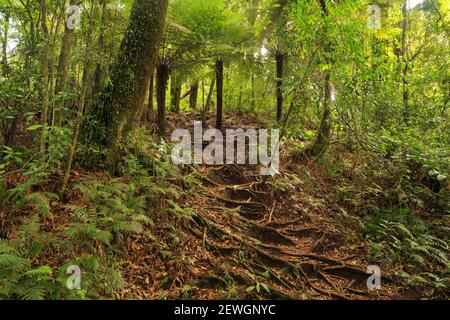Un sentiero per passeggiate nella foresta nativa della Nuova Zelanda, con una "via d'aria" di radici di alberi che conducono su una collina Foto Stock