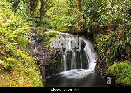 Una delicata cascata nella foresta di Otanewainuku, Nuova Zelanda Foto Stock
