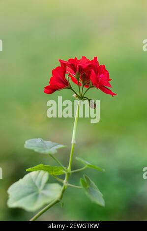 Fiori di geranio rosso nel giardino estivo. Primo piano Pelargonio rosso. Fioritura piante interne. Ritaglio verticale. Foto Stock
