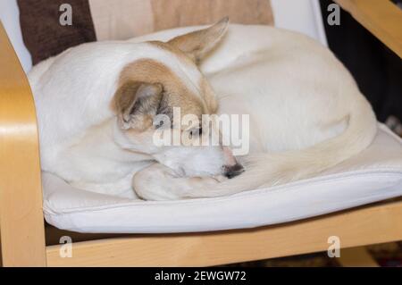 Big bianco misto razza cane maschio arricciato su un sedia umana e riposo Foto Stock