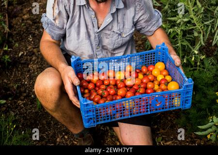 Persona da vicino ad angolo alto che tiene una cassa di plastica blu con pomodori ciliegini appena raccolti. Foto Stock