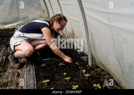 Donna inginocchiata in un tunnel di poly, piantando piantine. Foto Stock