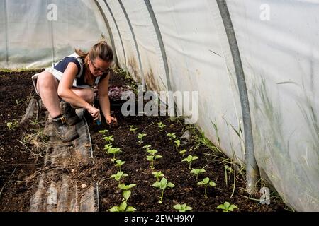 Donna inginocchiata in un tunnel di poly, piantando piantine. Foto Stock