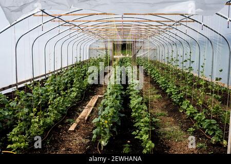 File di zucchine che crescono in un tunnel di poly. Foto Stock