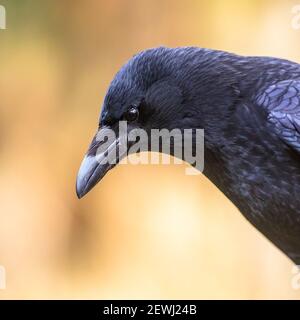 Corvo di Carrion (Corvus corone) ritratto di uccello nero della testa e guardando la macchina fotografica. Fauna selvatica in natura. Paesi Bassi Foto Stock
