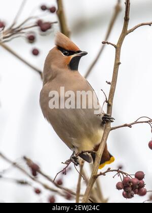 L'alveo boemo (Bombycilla garrulus) è un uccello passerino di medie dimensioni. Si alleva nel Nord Europa e in inverno può migrare fino a sud Foto Stock