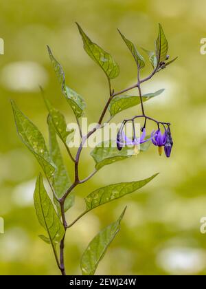 Ombrellone bitterdolce (Solanum dulcamara) pianta, foglie e fiori in fiore su tranquillo sfondo verde. Scenario di vegetazione in natura d'Europa. Il Foto Stock