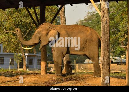 Elefante Asiatico, Elephas maximus addomesticato e incatenato in scuderie governative di elefanti vicino al villaggio di Sauraha, appena fuori del Parco Nazionale di Chitwan, NE Foto Stock