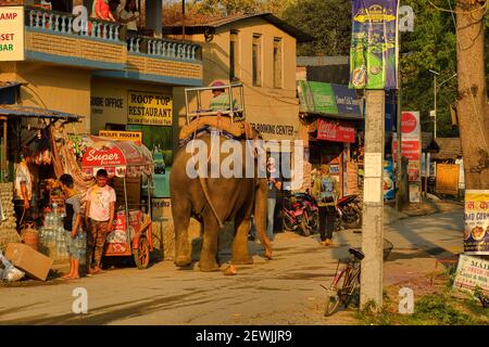 Elefante asiatico, Elefas maximus addomesticato con mahout, strada scena villaggio di Sauraha, al confine con il Parco Nazionale di Chitwan, Nepal Foto Stock