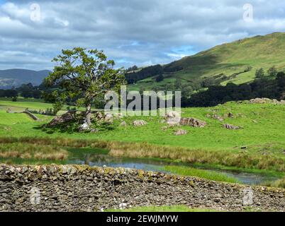 Una scena rurale vicino a Staveley, con un piccolo tarn, un muro di pietra a secco, e un albero isolato Foto Stock