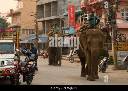 Elefante asiatico, Elephas maximus addomesticato, scena di strada, villaggio di Sauraha, appena fuori Chitwan National Park, Nepal Foto Stock