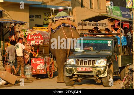Elefante asiatico, Elefas maximus addomesticato con mahout, strada scena villaggio di Sauraha, al confine con il Parco Nazionale di Chitwan, Nepal Foto Stock