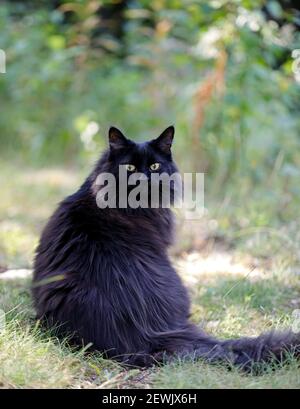 Una vecchia femmina nera di gatto della foresta norvegese che si trova all'aperto dentro estate Foto Stock