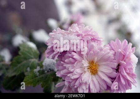 Fiori di crisantemo d'autunno delicati e luminosi su cui è caduta la soffice neve bianca. Foto Stock