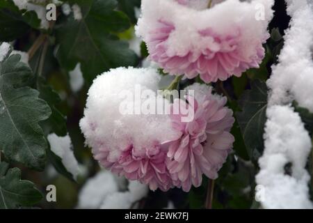 Fiori di crisantemo d'autunno delicati e luminosi su cui è caduta la soffice neve bianca. Foto Stock