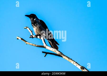 uccello corvo posto sulla punta di un log in ricerca di preda Foto Stock