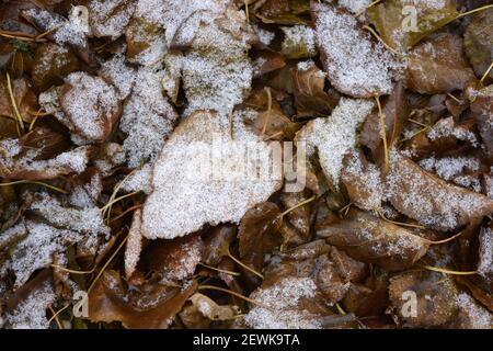 Foglie verdi gialle caduti dagli alberi e ricoperte da un piccolo e sottile strato della prima neve. Foto Stock