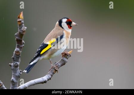 Goldfinch europeo (Carduelis carduelis), vista laterale di un adulto arroccato su una filiale, Campania, Italia Foto Stock