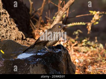 Il Babbler freccia-segnato è un uccello rumoroso di dimensioni thrush del cespuglio. Viaggiano in piccoli greggi di famiglia estesi e tengono in contatto con una cacofonia Foto Stock