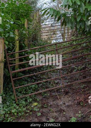 Due, sette porte di fattoria in metallo su una pista fangosa a Penleigh, Westbury, Wiltshire, Inghilterra, Regno Unito. Foto Stock