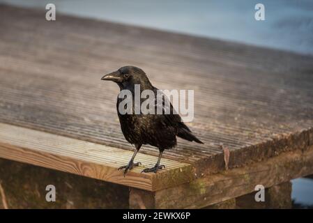 un giovane corvo è in piedi su un tavolo di legno Foto Stock