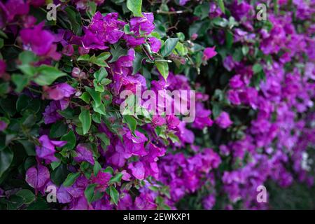 Primo piano di un cespuglio variegato con foglie di lilla. Piante esotiche dell'Egitto. Foto Stock