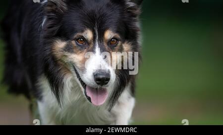 Bordo collie ritratto con spazio negativo Foto Stock