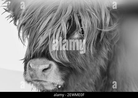 Scottish HighlandCattle primi piani ritratti con spazio negativo Foto Stock