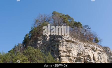 Alberi di pino su una roccia dalla prospettiva dell'occhio della rana Foto Stock