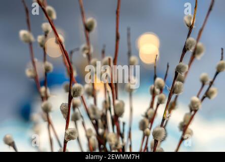 willow si dirama con gemme gonfie contro le cupole di la cattedrale Foto Stock