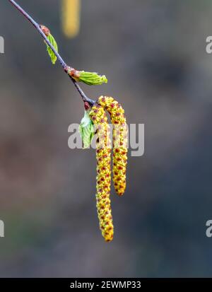 Fiori di betulla e boccioli aperti da vicino durante la fioritura Foto Stock