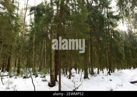 Mattina soleggiata in primavera in una foresta innevata Foto Stock