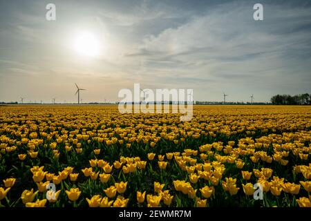 Vista panoramica del campo fiorito giallo contro Sky, Paesi Bassi. Foto Stock