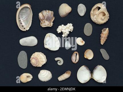 Disposizioni piatte di conchiglie marine e altre cose raccolte Sulle spiagge di Gran Canaria Foto Stock