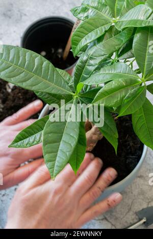 Pachira aquatica, Chestnut Malabar, essendo piantato in una pentola. Concetto interno di houseplant Foto Stock