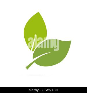 Logo foglia etichetta biologica icona eco vettore sfondo isolato. Foto Stock