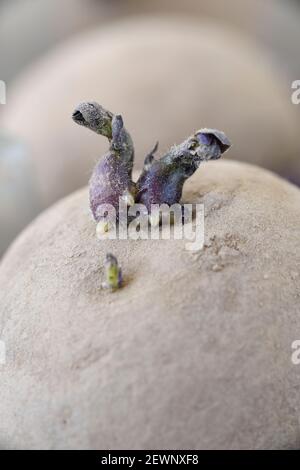 Solanum tuberosum seme di patata chitting Foto Stock