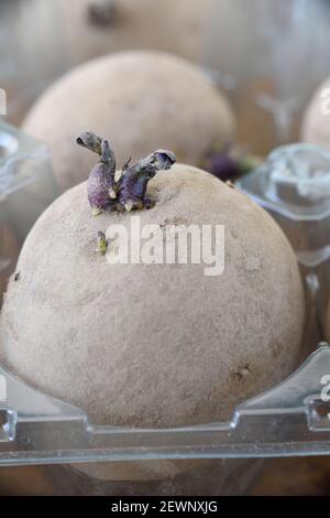 Solanum tuberosum seme di patata chitting in plastica uovo scatola Foto Stock