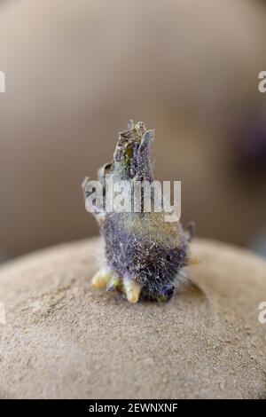 Solanum tuberosum seme di patata chitting Foto Stock