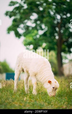 Domestico piccolo agnello di pecora che pascolano l'alimentazione in pascolo. Allevamento di pecore Foto Stock