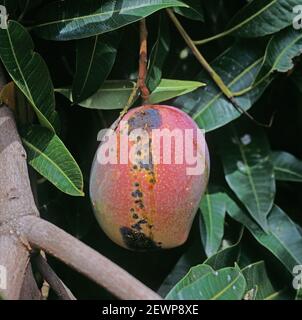 Antracnosio (Colletotrichum gloeosporioides) lesioni e piangere su un frutto di mango sull'albero, Transvaal, Sudafrica, febbraio Foto Stock