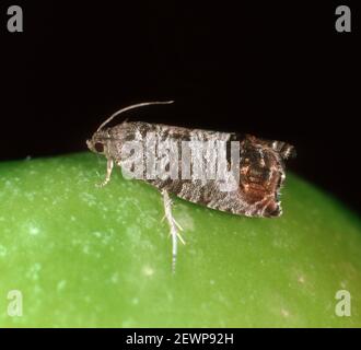 Falena di codrillo adulta (Cydia pomonella) una grande peste di frutta come mele e pere sulla superficie di una mela, Sudafrica, febbraio Foto Stock