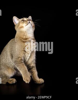 Gattino dorato zintognolo scozzese dritto si siede su uno sfondo nero, gatto su sfondo nero Foto Stock