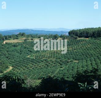 Linee di alberi di avocado maturi in primo piano con il paesaggio sudafricano Low Veldt che si affievolisce nella distanza dietro, Transvaal, Sud Africa, Febbraio Foto Stock