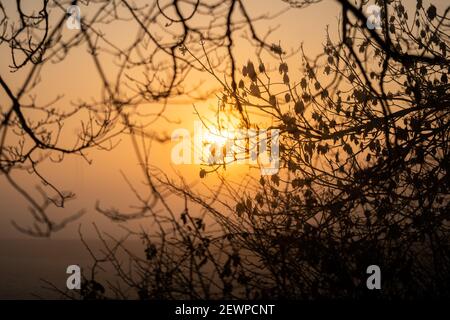 Bella alba arancione che splende brillantemente attraverso rami di alberi nella foresta paesaggio rurale con ramoscelli e foglie silhouette dal tramonto in legno Foto Stock