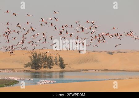 I fenicotteri che volano e si levano in piedi ai laghi nelle dune della baia di Walvis in Namibia, Africa Foto Stock