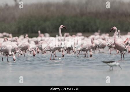 I fenicotteri che volano e si levano in piedi ai laghi nelle dune della baia di Walvis in Namibia, Africa Foto Stock