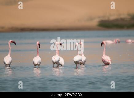 I fenicotteri che volano e si levano in piedi ai laghi nelle dune della baia di Walvis in Namibia, Africa Foto Stock